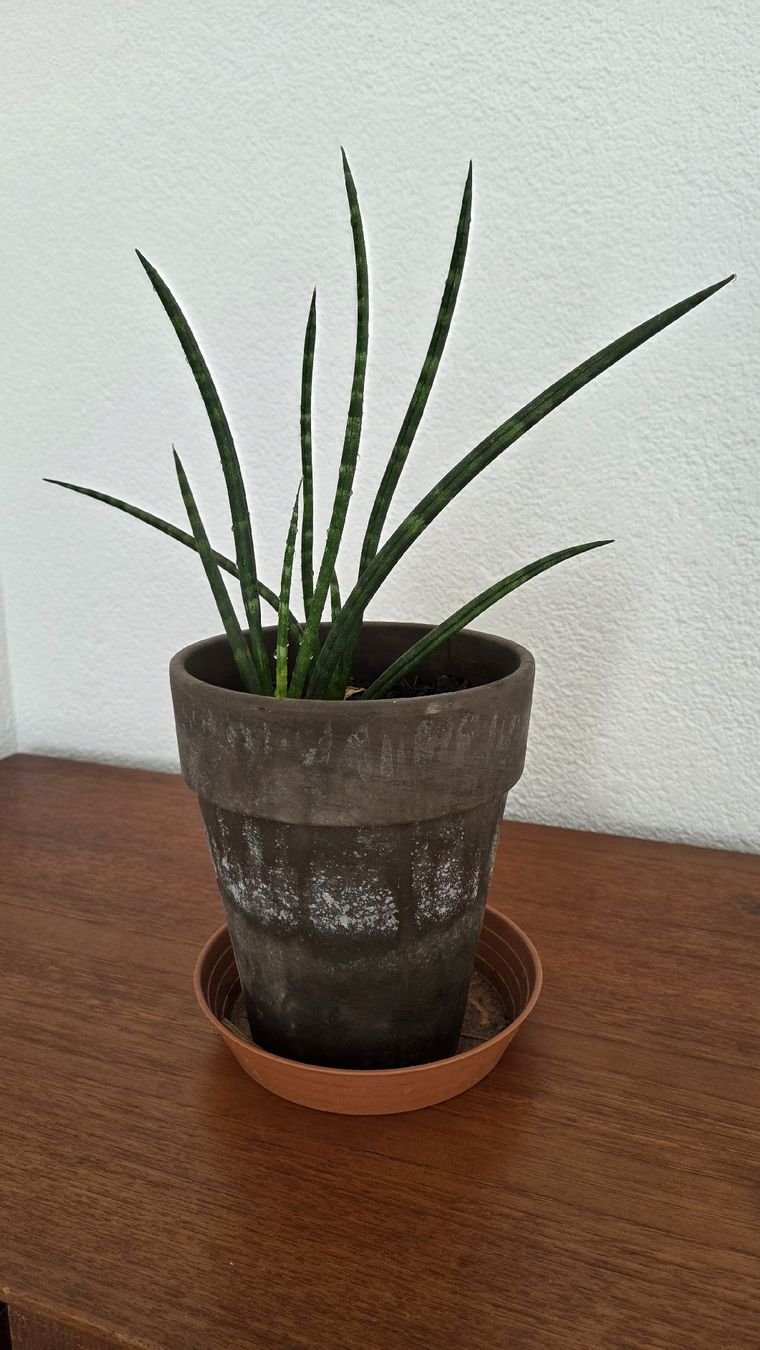 Piante & sementi: Sansevieria Fernwood Mikado – Usato da Bern venduto da lil_5vnv 1