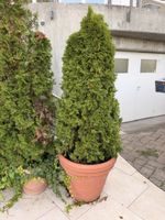 3 grosse Thuja / Lebensbäume inkl. Terrakotta-Töpfe
