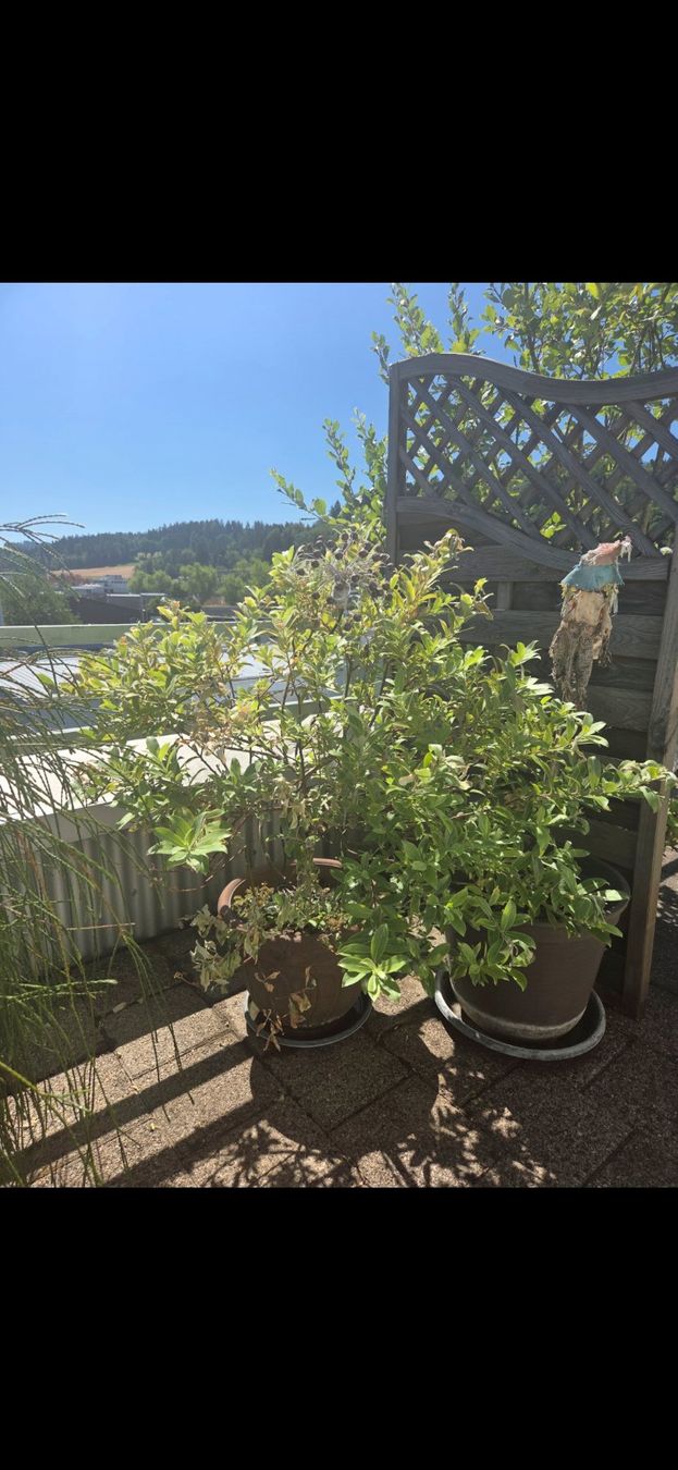 Pflanzen & Samen: Rosa Kätzchen-Weide / Salix gracilistyla – Gebraucht aus Höri von fab_w7p5