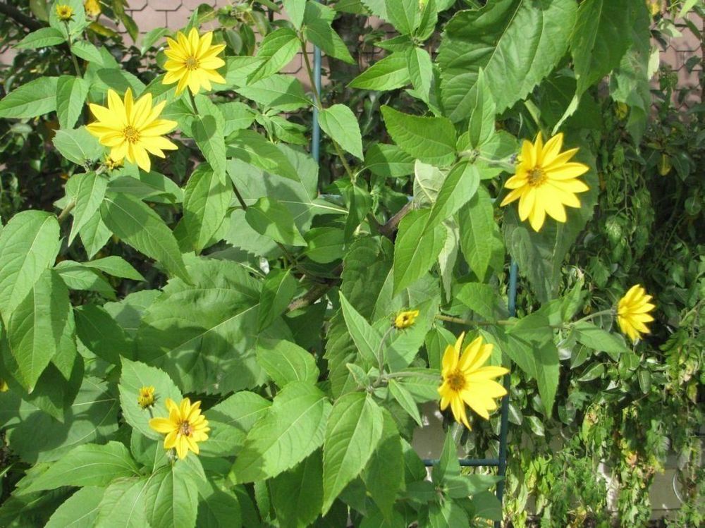 Tuberose Zwiebeln Winterhart - 4 Rhizome Mit Starkem Nachtduft