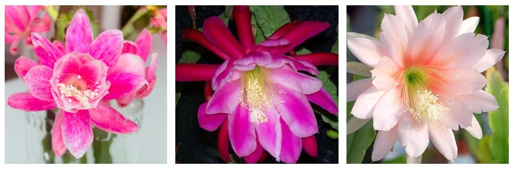 Epiphyllum Set pink (First Prize, Argus, Dis Phyllanthoides) | Kaufen ...