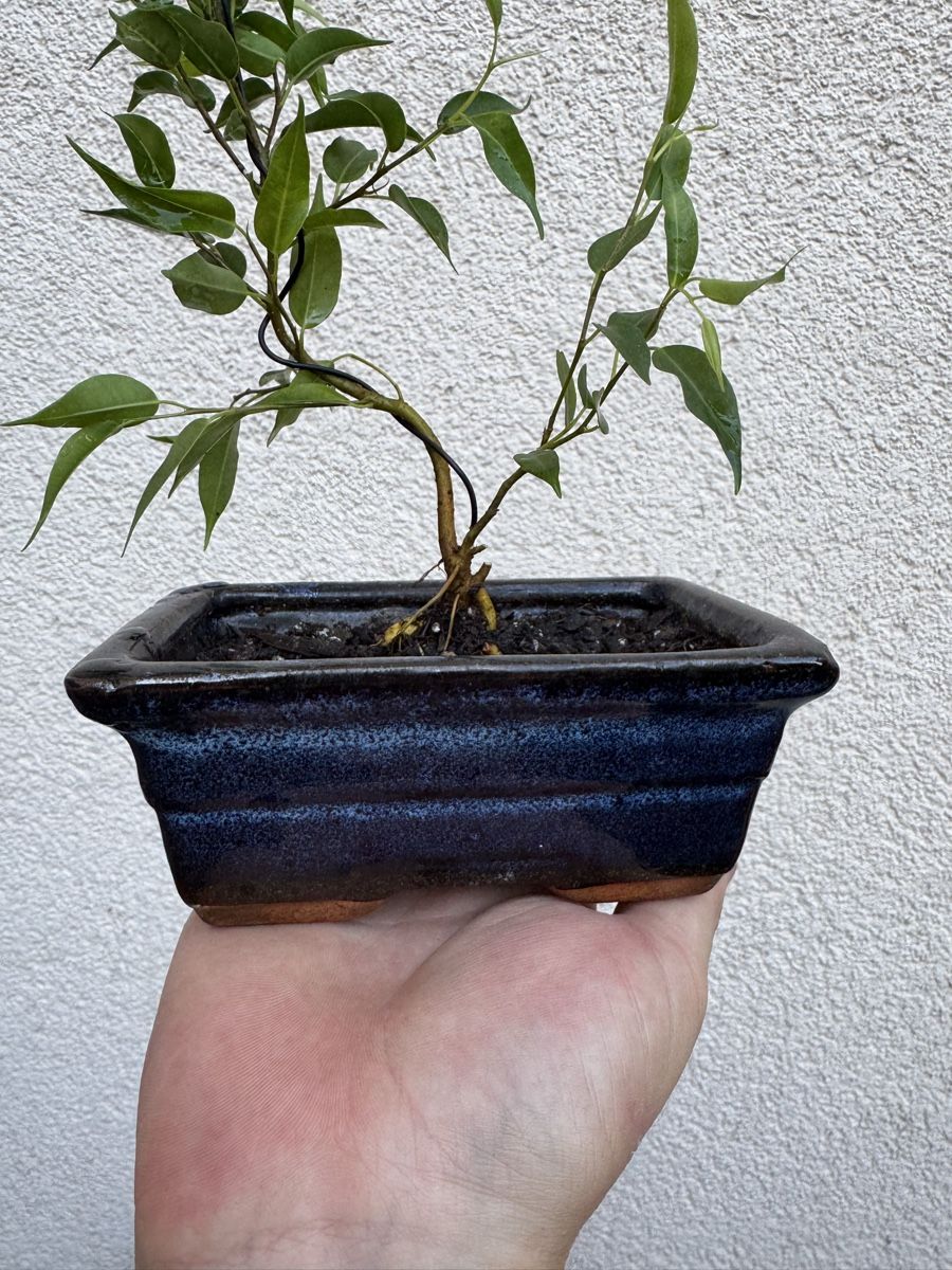Piante & sementi: Kleiner Ficus Bonsai mit Topf. – Usato da Rümlang venduto da Gruseh.ch 1