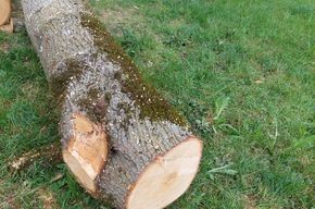 Holzartikel: Lindenholz Baumstam – Neu (gemäss Beschreibung) aus Neuhaus SG von Manni017 1