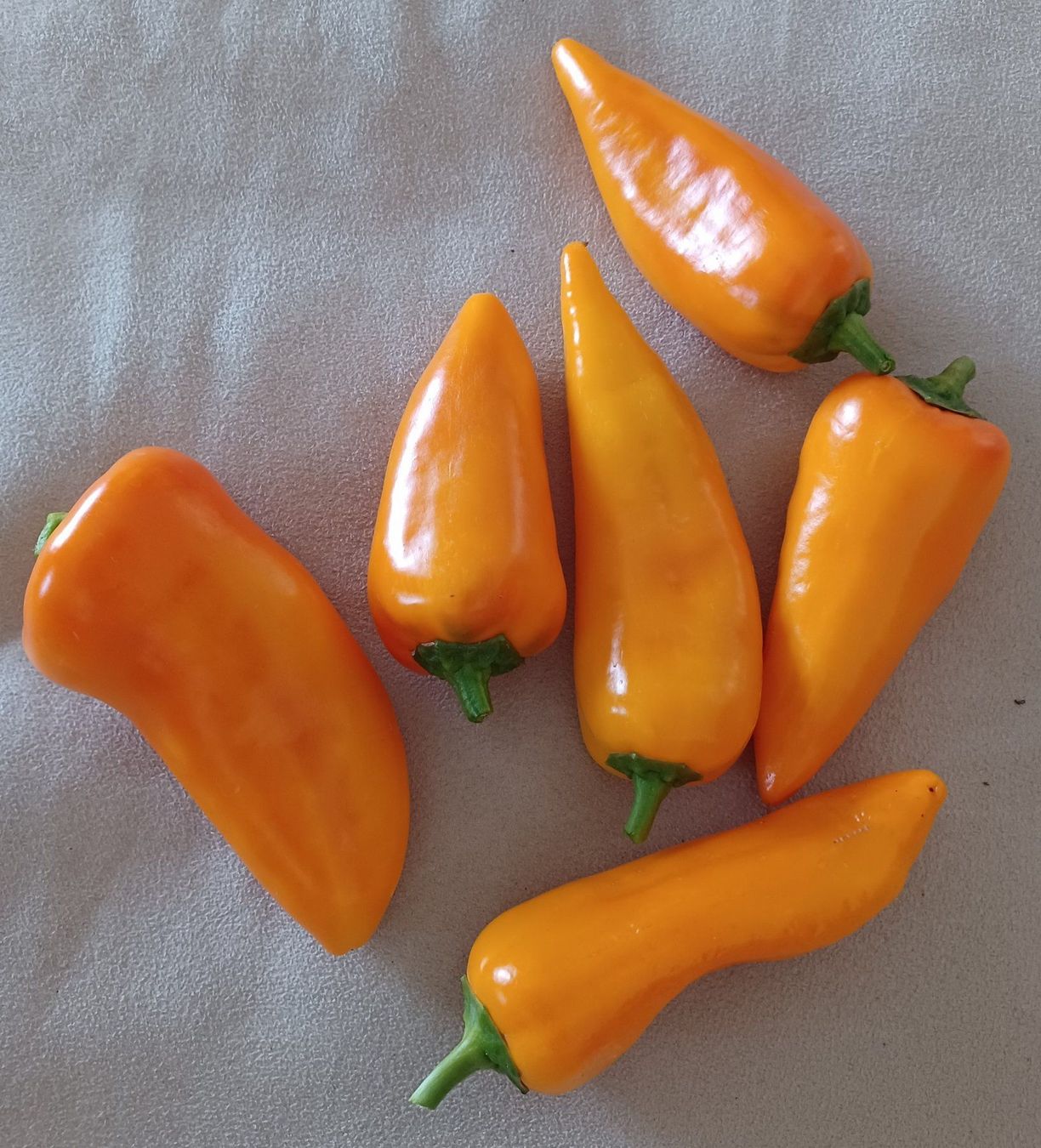 Pflanzen & Samen: Samen Chili Golden Roaster  10Stk. – Gebraucht aus Schwaderloch von bademeister79 2