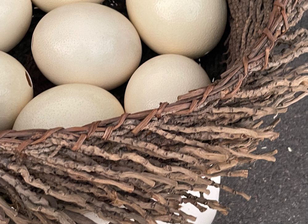 Nest mit 7 Stück Straussenei (Gebraucht) in Root für CHF 120 – mit ...