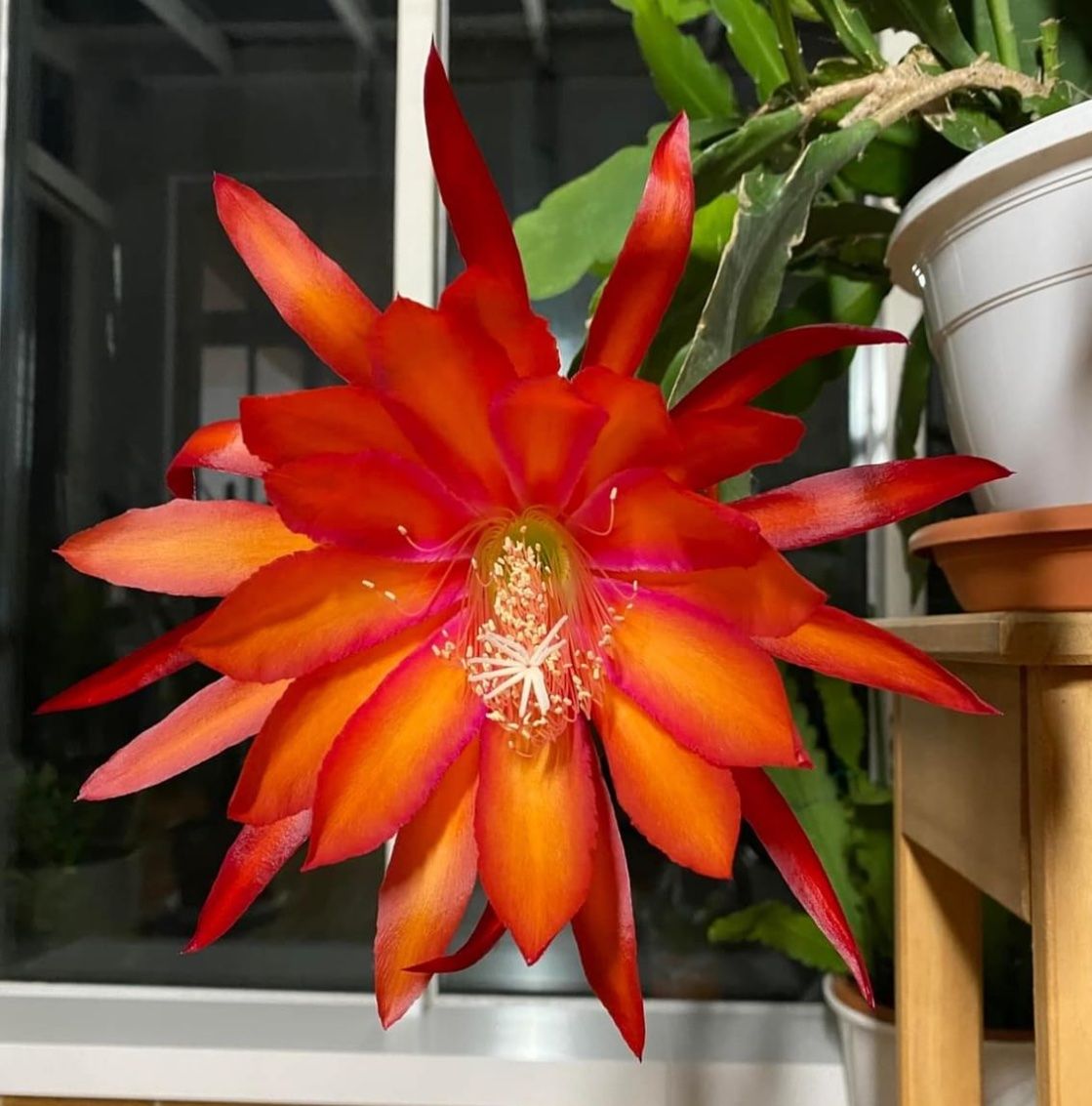 Epiphyllum XL Blte Coral Dance Blattkaktus Epicactus (Gebraucht) in  Stallikon fr CHF 12  mit Lieferung auf Ricardo kaufen