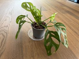 Monstera Adensonii (Monkey Mask)
