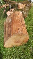 Kirsch Stamm Holz zum Drechseln