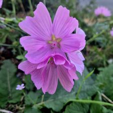 Profile image of Priscille02