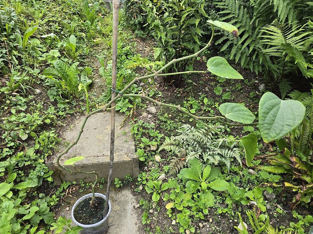 Plantes & graines: Piper nigrum  – D'occasion à Schaffhausen par zsolti31