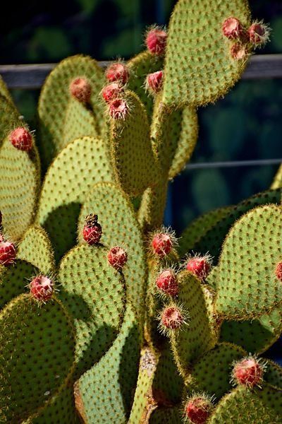 Piante & sementi: Opuntia scheeri Ohr ca. 20cm – Usato da Augst BL venduto da Betsileo 1