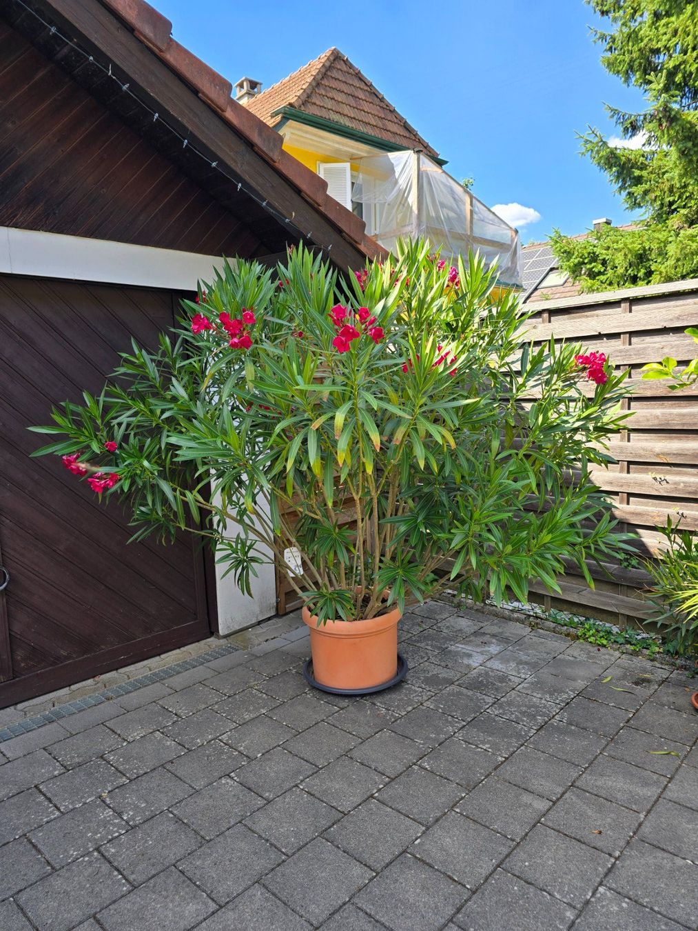 Plantes & graines: Großer, blühender Oleander im Topf – D'occasion à Aarburg par popkorn65 3