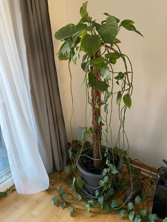 10er-Set Efeutute Epipremnum Aureum  Echte Zimmerpflanze Hhe Ca. 15 Cm Im  12 Cm Topf, Pflegeleicht & Luftreinigend