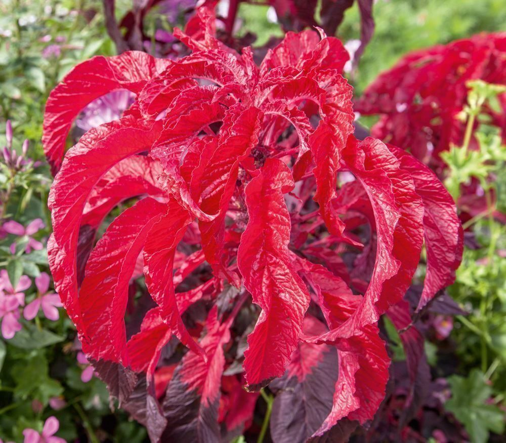 Piante & sementi: Amaranthus Early Splendor  25g – Nuovo (secondo la descrizione) da Bremblens venduto da FIBONACCI369 2
