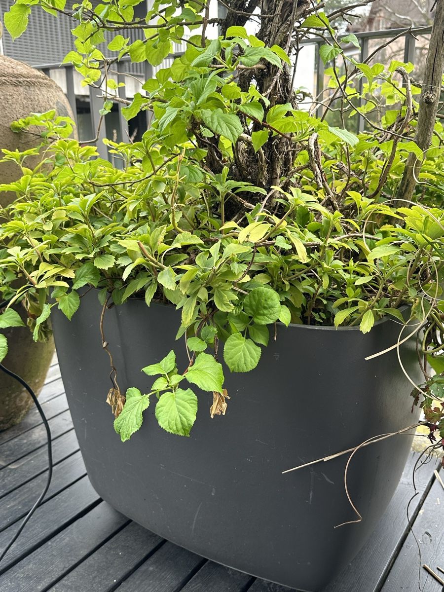 Eternit Blumentöpfe: Terrasse Garten Topf 2 stück – Gebraucht aus Zürich von  4