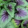 Piante & sementi: Violette à feuillage panaché  2x – Nuovo (secondo la descrizione) da Bremblens venduto da FIBONACCI369 2