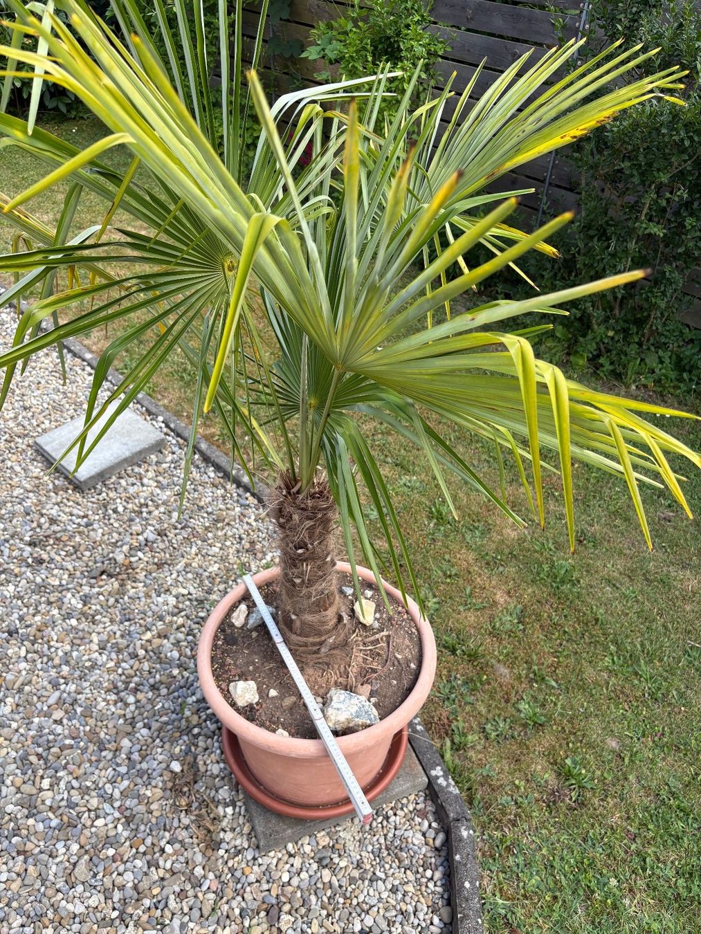 Plantes & graines: Palme – D'occasion à Wiesendangen par plus-minus 4