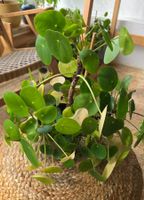 Pilea peperomioides (ca. 20cm) - viele kleine Ableger