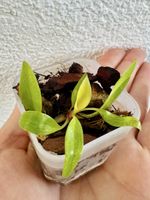 Philodendron Malay Gold – Baby Plant 🌱💛
