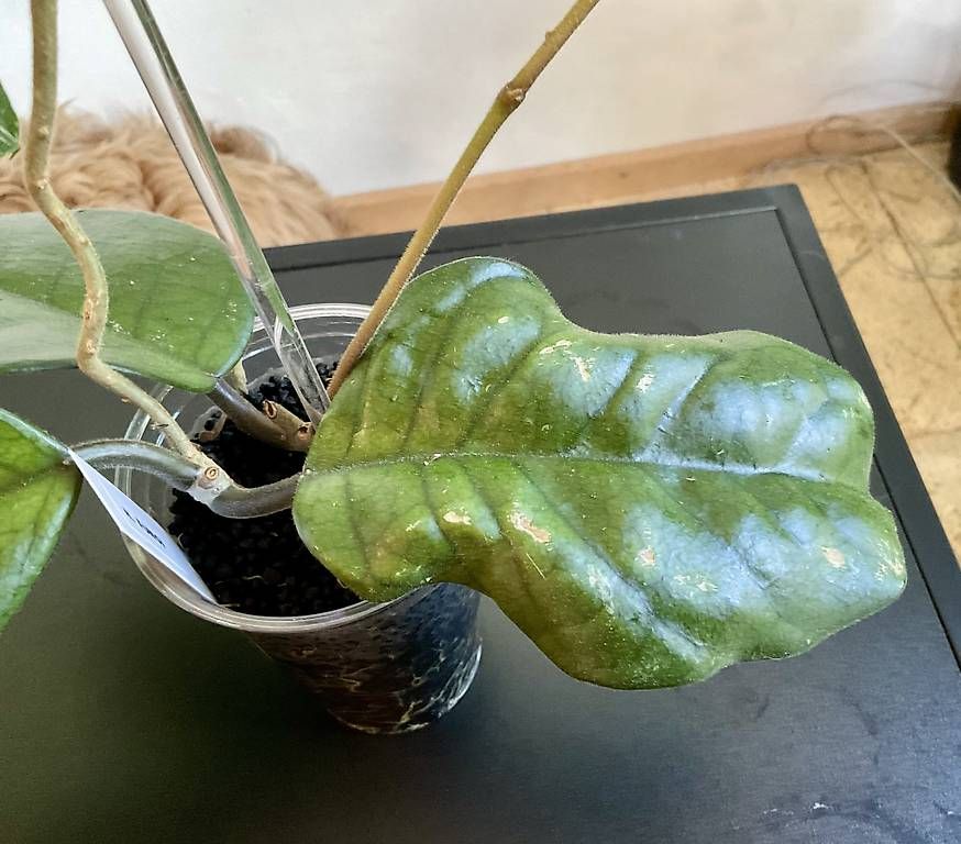 Piante & sementi: Hoya fungi – Nuovo e nell'imballaggio originale da Schönholzerswilen venduto da Leavylounge 1