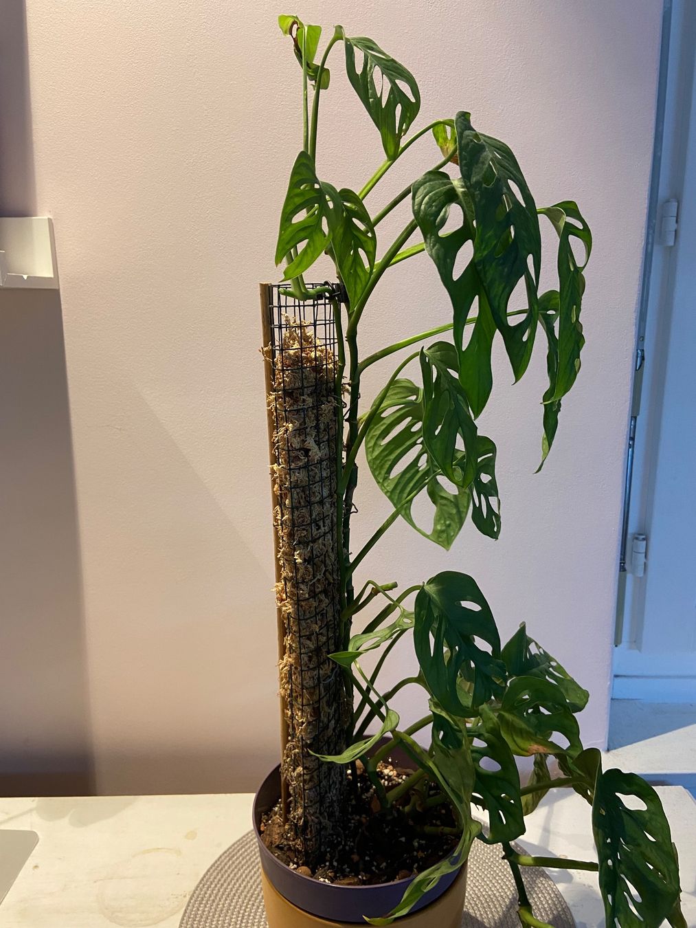 Piante & sementi: Monstera adansonii – Usato da Zürich venduto da Potatoe543 4