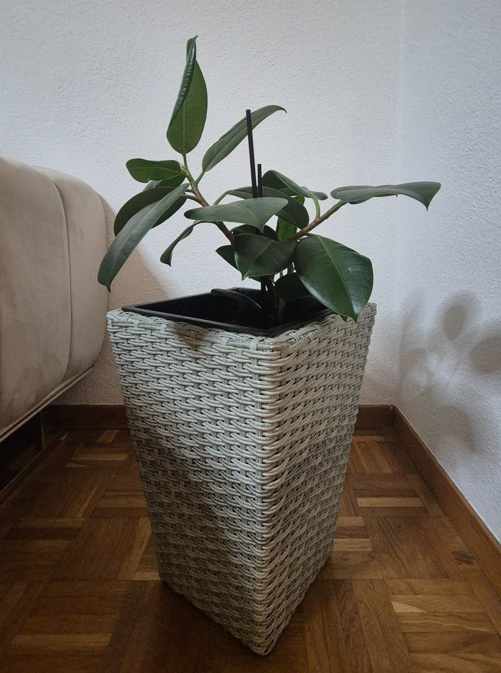 Plantes & graines: Gummibaum mit Topf – D'occasion à Mellingen par Loewe2006 4
