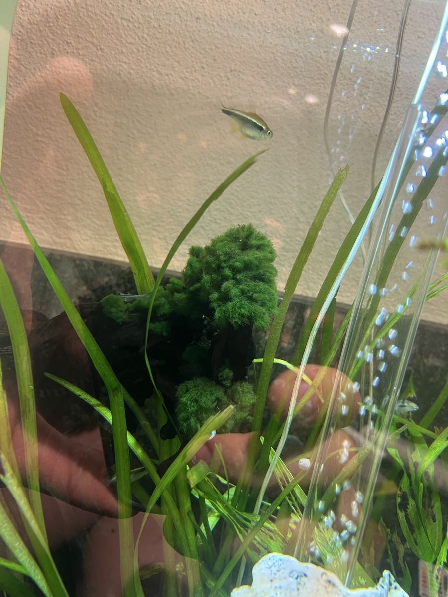 Aquarium: Wunderschönes 60L BiOrb – Gebraucht aus Zürich von MCZDESIGN 2