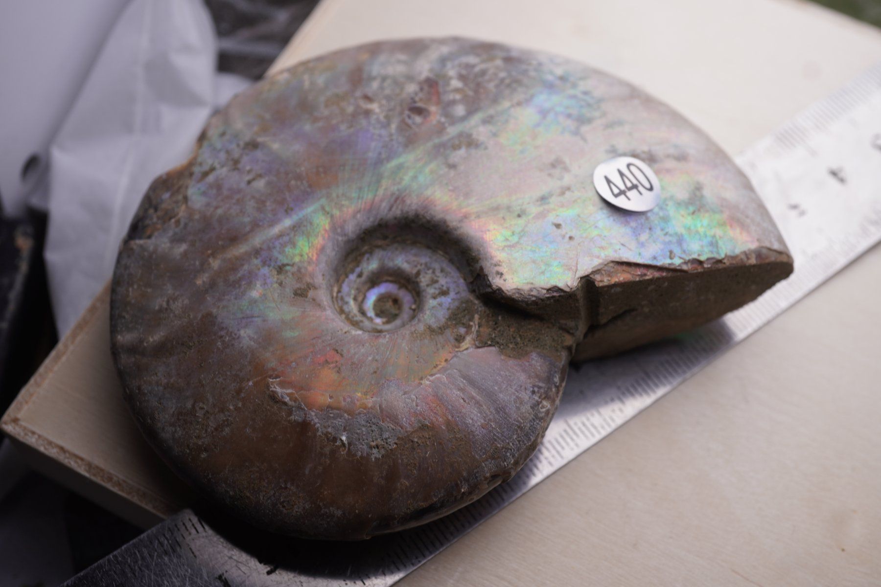 Minéraux & Lithothérapie: Ammonit  Opalisiert   Wunderschön  ca  95mm – Neuf avec emballage d'origine à Eschenbach SG par topstone 1