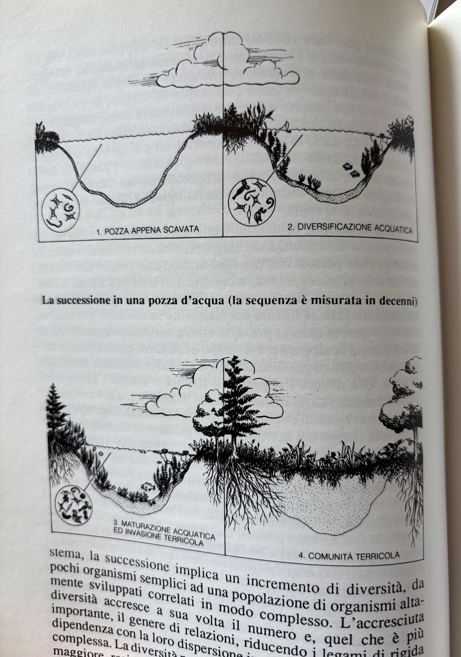Bücher: PROGETTARE SECONDO NATURA-ELEUTHERIA 1989 – Neu (gemäss Beschreibung) aus PARADISO von pin_vlj8 4