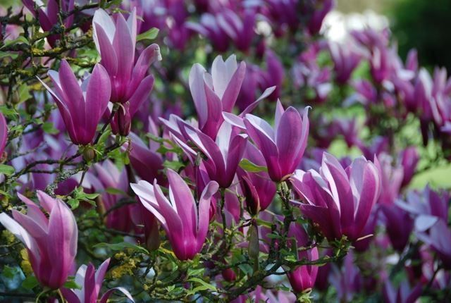 Piante & sementi: Magnolia à fleurs pourpres  20cm – Nuovo e nell'imballaggio originale da Bremblens venduto da FIBONACCI369 4