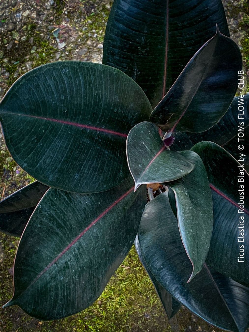 Piante & sementi: Ficus Elastica Robusta Black - "Gothic" schwarzer Gummibaum – Nuovo e nell'imballaggio originale da Adliswil venduto da astom369