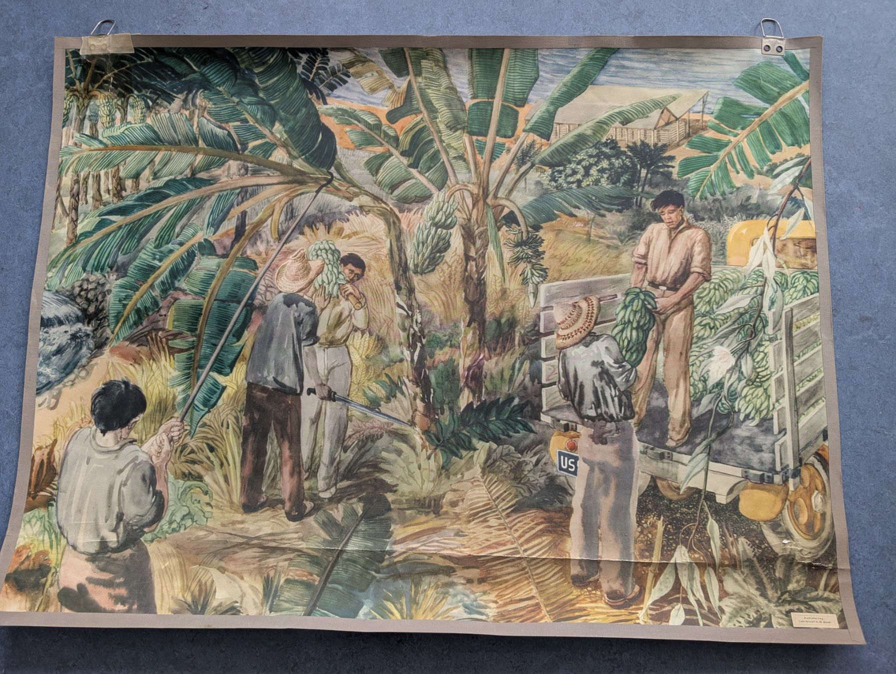 Foto & Immagini: Schulwandbild - Bananenplantage – Usato da Luzern venduto da JenKu