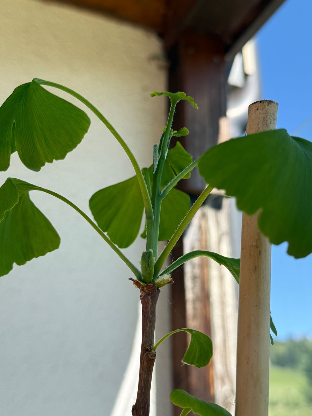 Pflanzen & Samen: Ginkgo komplett mit Topf – Gebraucht aus Rehetobel von bodystyl 4