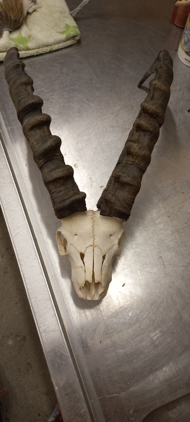 Altre raccolte & rarità: Steinbock – Usato da Mollis venduto da Resel1985 1