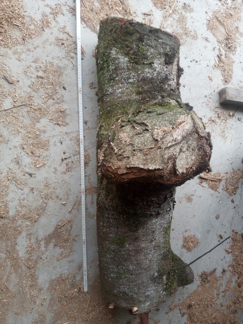 Holzartikel: Kirschstamm mit Beule – Gebraucht aus Wagen von marktina 5