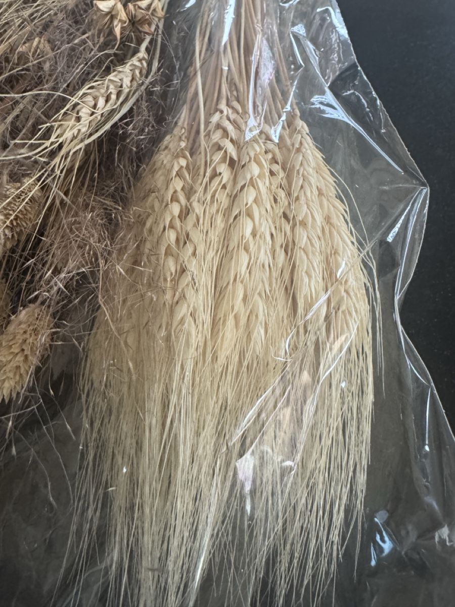 Tutte le decorazioni: Div. Trockenblumen – Nuovo (secondo la descrizione) da Frauenfeld venduto da reb_sy9k 2