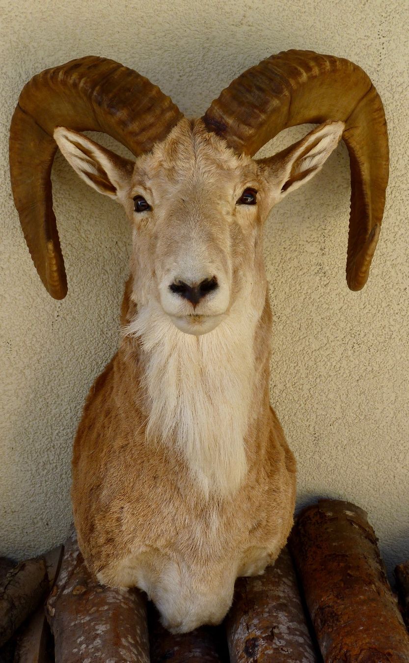 Il mondo degli animali: URIAL  (ovis orientalis) – Usato da Sorens venduto da raffiot 1