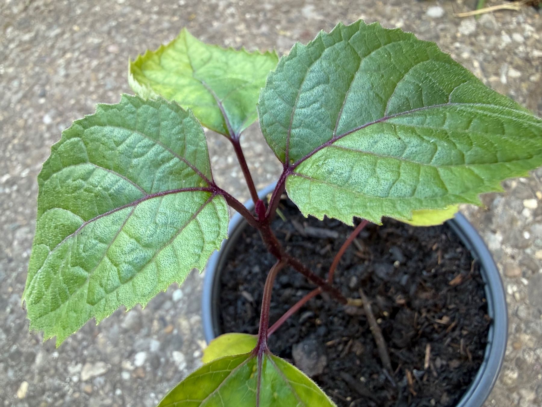 Piante & sementi: Chinesischer Losbaum (Clerodendrum bungei) – Usato da Winterthur venduto da Aniger 3