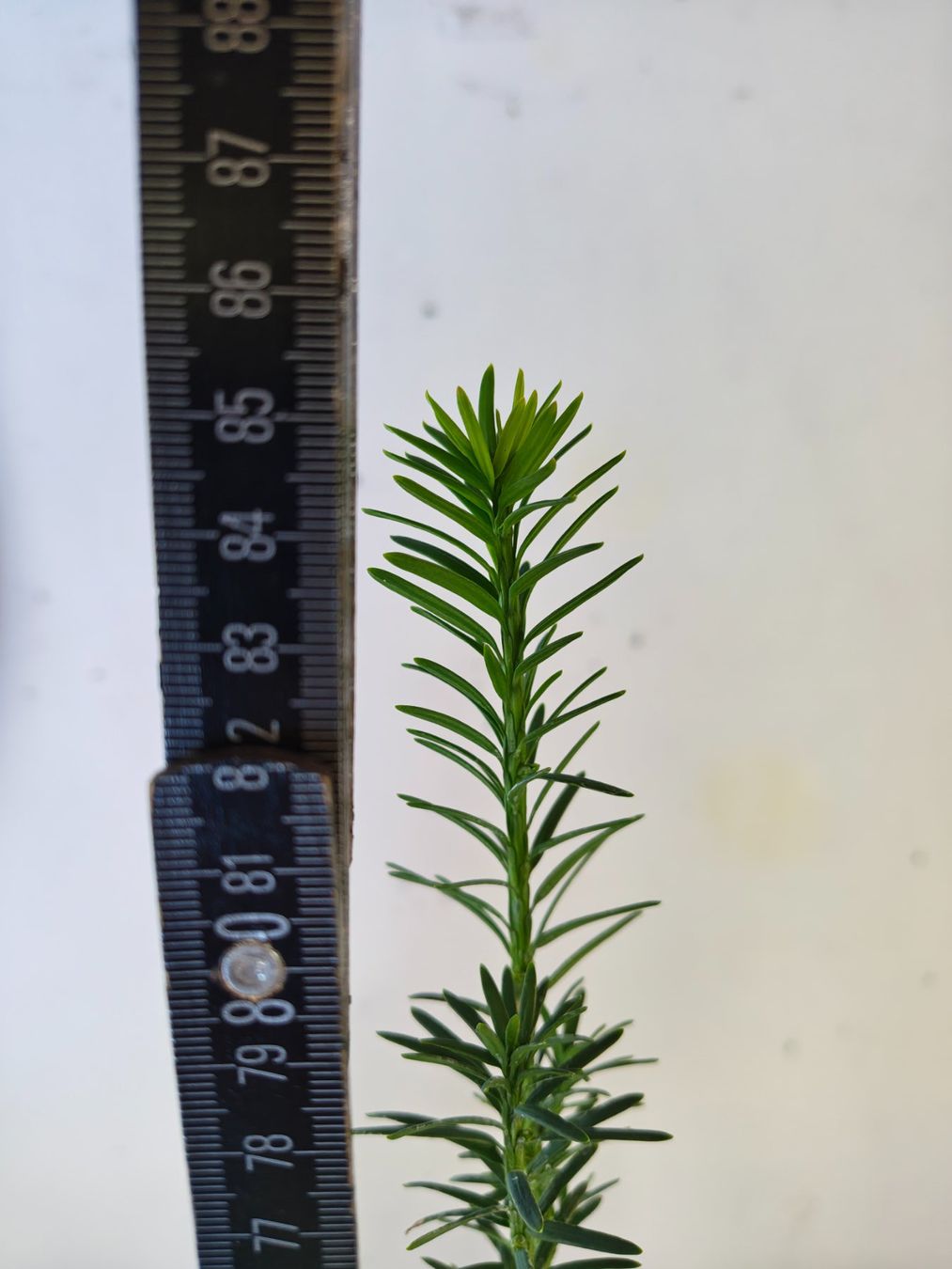 Piante & sementi: Eibe Taxus baccata – Nuovo (secondo la descrizione) da Uerkheim venduto da Justi.y 6