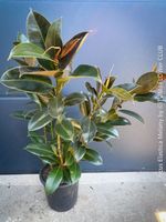 Ficus Elastica Melany - Sechsfach verzweigter Gummibaum