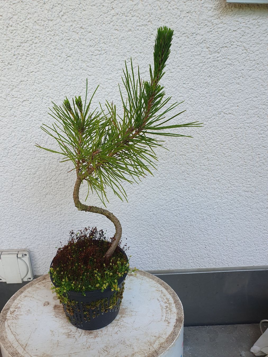 Japanische Schwarzkiefer, Jungpflanze, Bonsai (Gebraucht) in Adligenswil  fr CHF 5  nur Abholung auf Ricardo kaufen