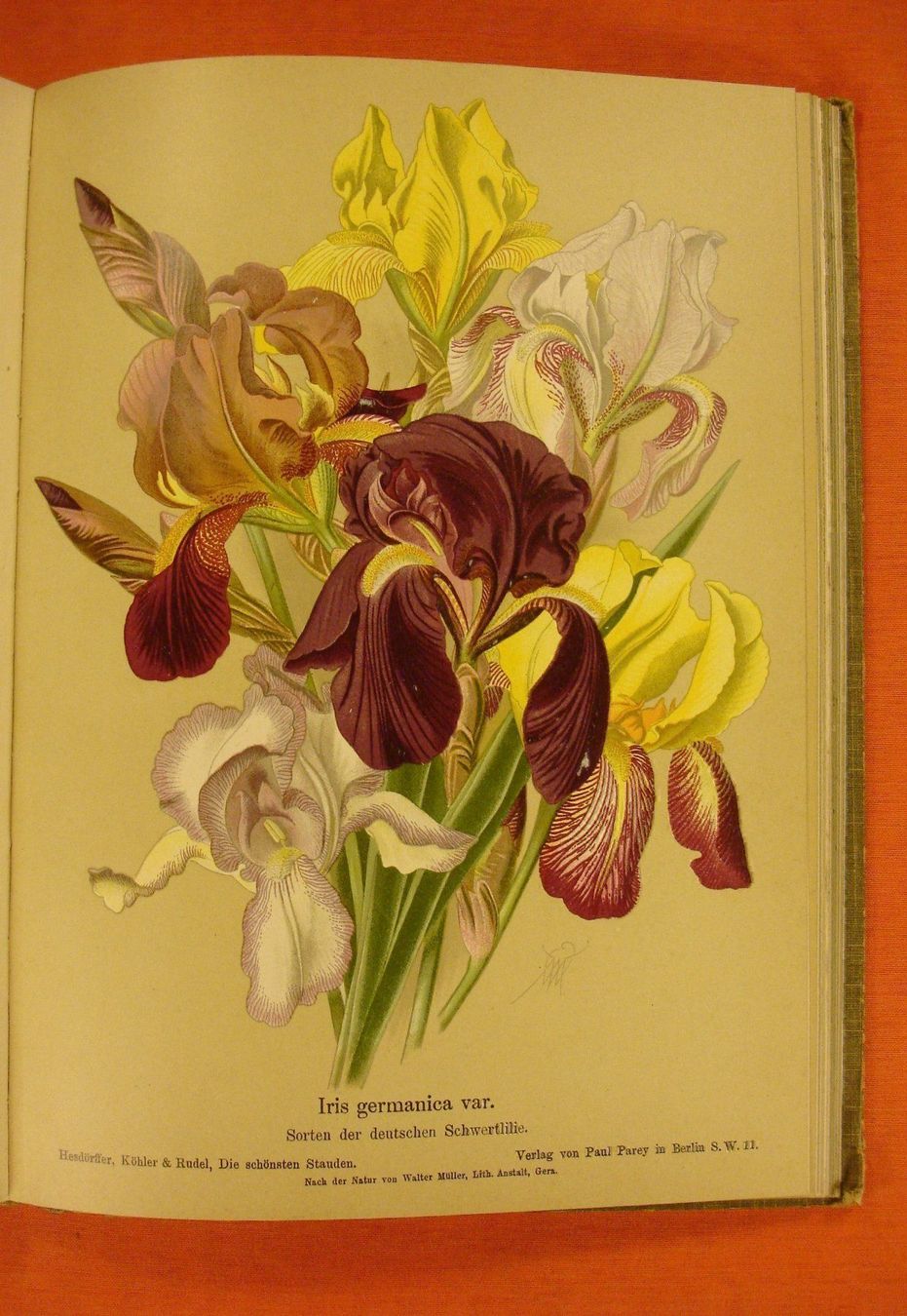 Libri: DIE SCHÖNSTEN STAUDEN, 48 BLUMENTAFELN – Usato da Grüningen venduto da Kartensammler 7