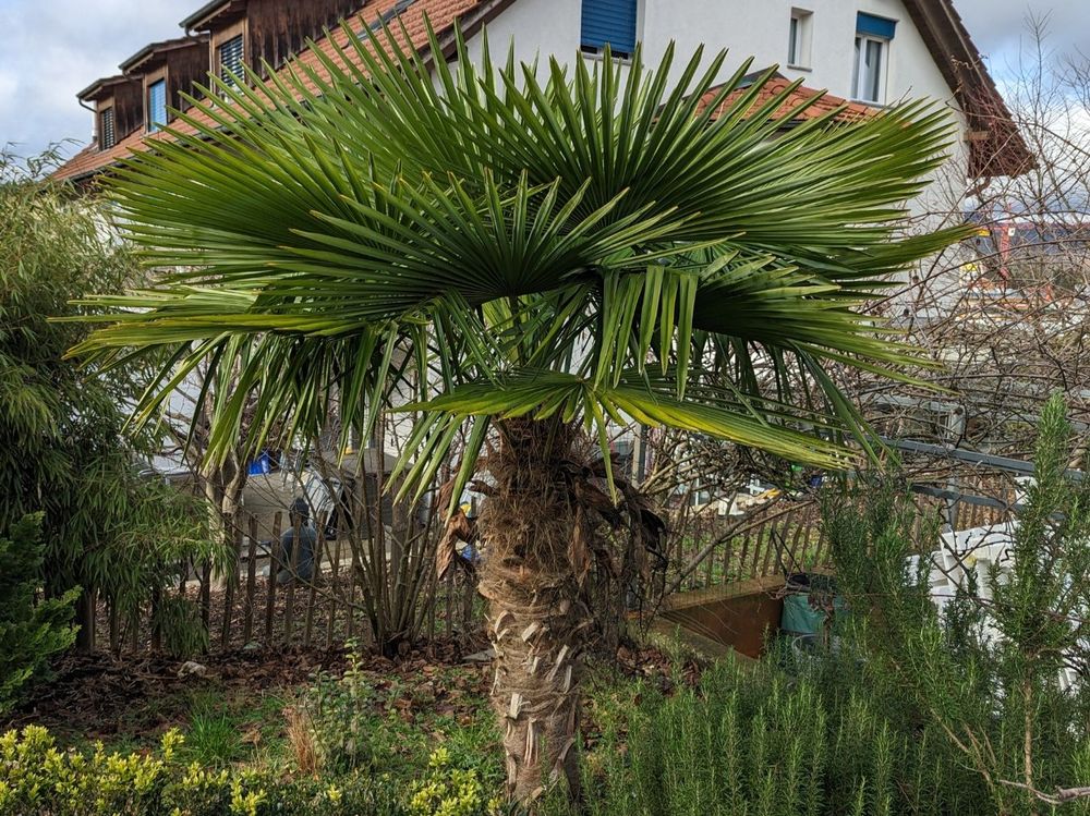 Der Rote Palmrüssler und die Zerstörung der Trachycarpus fortunei
