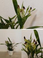 Encyclia Cochleata