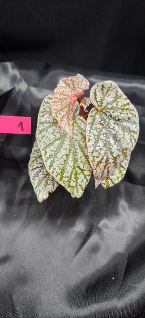 Pflanzen & Samen: plante bégonia Snow caped variegata  – Neu und originalverpackt aus St-Séverin von harirah