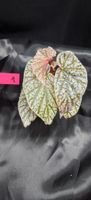 plante bégonia Snow caped variegata 