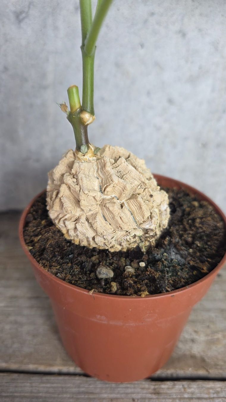Pflanzen & Samen: Matelea cyclophylla – Neu (gemäss Beschreibung) aus St.Erhard von Plumilandschweiz 5