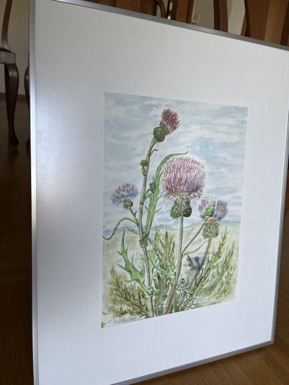 Aquarell Distel Cirsium heterophyllum, C. H. Lehner (Gebraucht) in ...