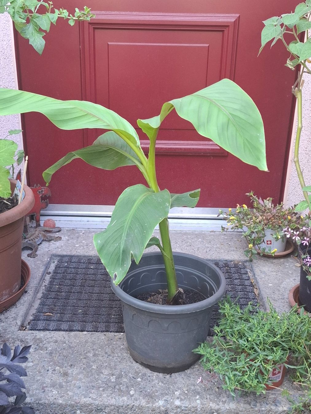 Piante & sementi: Winterharte Banane Pflanze – Usato da Zürich venduto da esap
