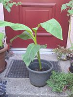 Winterharte Banane Pflanze